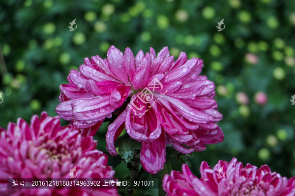 一片菊花