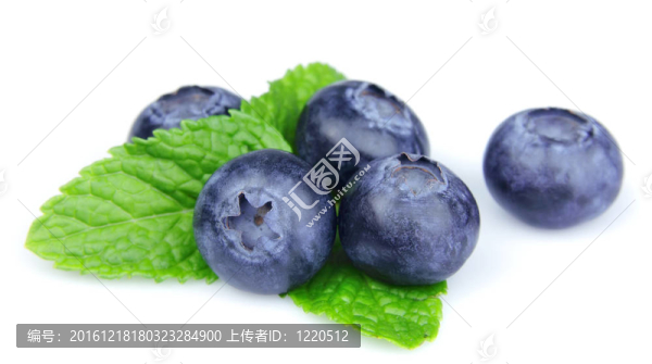 藍(lán)莓葉