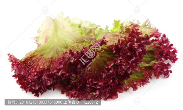 鮮紅色的生菜