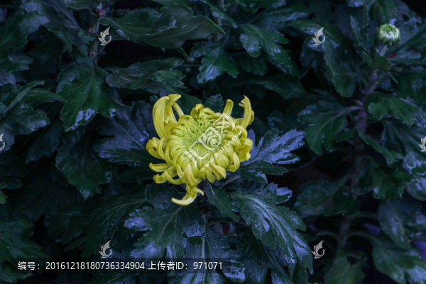 一片菊花