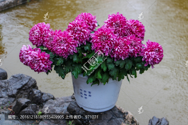 菊花
