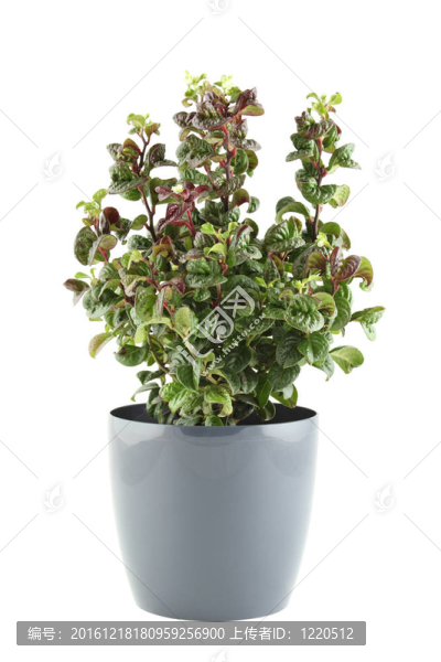 盆栽植物