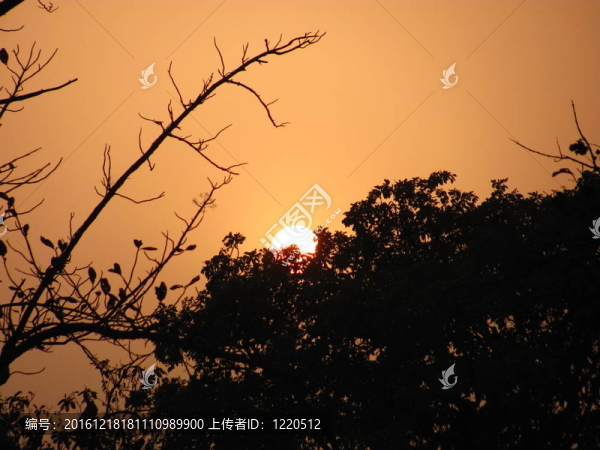 太陽大米