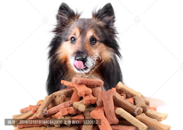 喜樂蒂牧羊犬和狗餅干