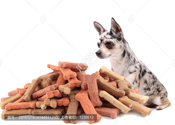 獅子和狗buiscuit對(duì)待