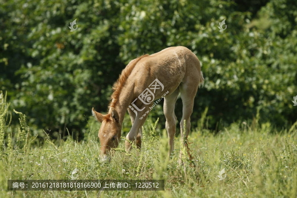 小馬駒在高高的草叢中搜索