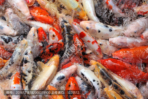 群體鯉魚(yú)飼養(yǎng)特寫(xiě)