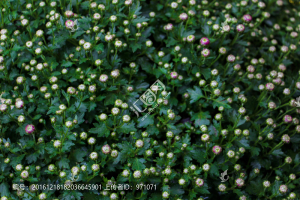 小菊花