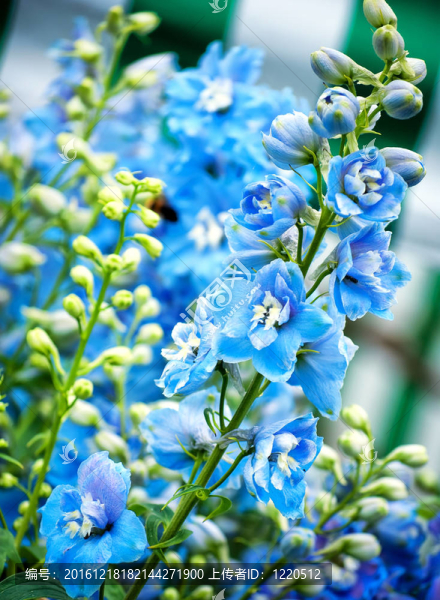 藍色的花
