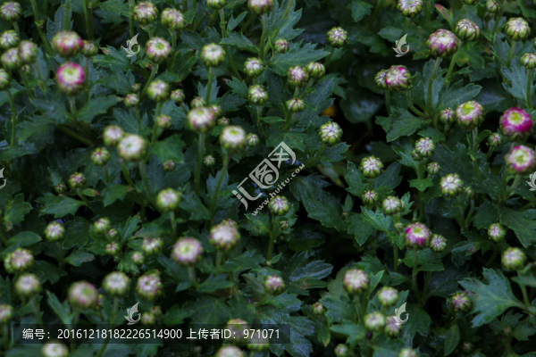 小菊花
