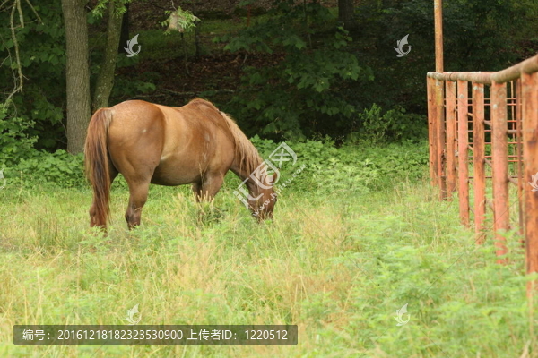放牧的馬