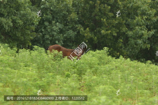 高；高大的植被和一匹小馬