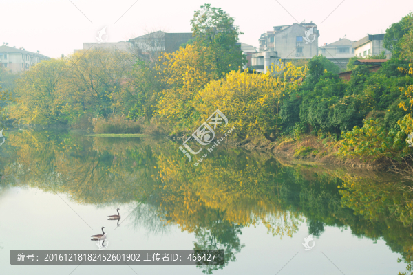秋色鳥雙戲