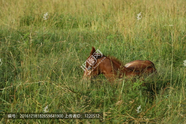 休息的小馬駒