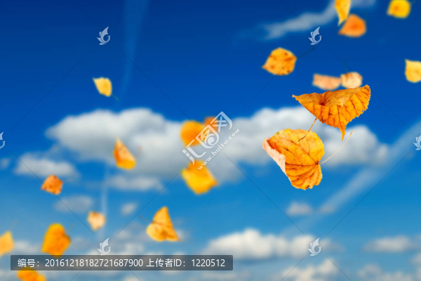 秋天的落葉