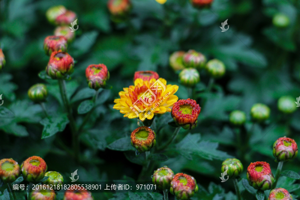 小菊花