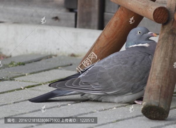 鴿子
