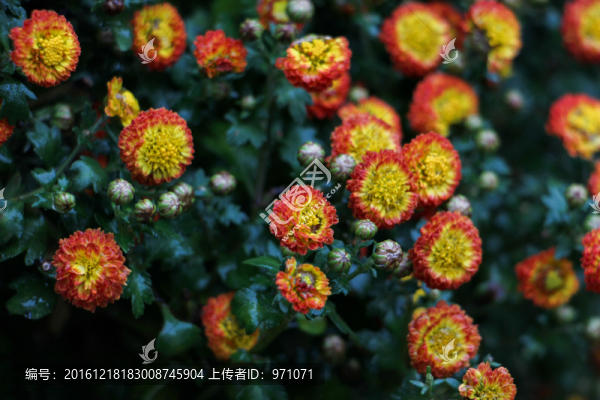 小菊花