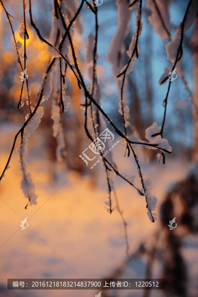 模糊背景下雪覆蓋的樹枝特寫