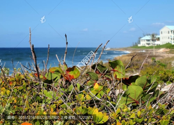 開曼群島的海岸線