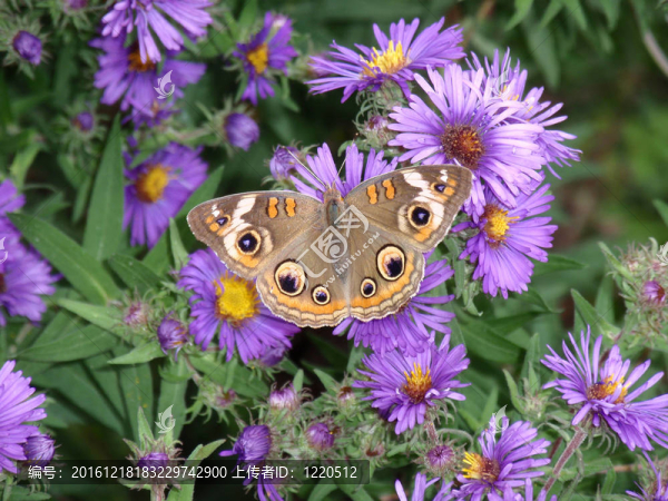七葉樹蝴蝶（Precis,coenia）在紐約紫苑（Aster,novi