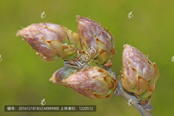 紫藤花的花蕾