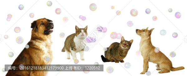 快樂(lè)的狗和貓與泡沫