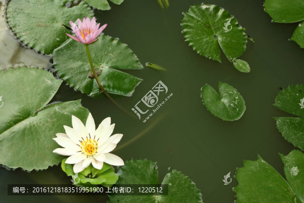 一些蓮花和綠色成蔭的池塘的葉子。
