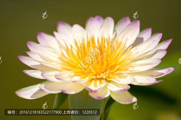 白紫蓮花