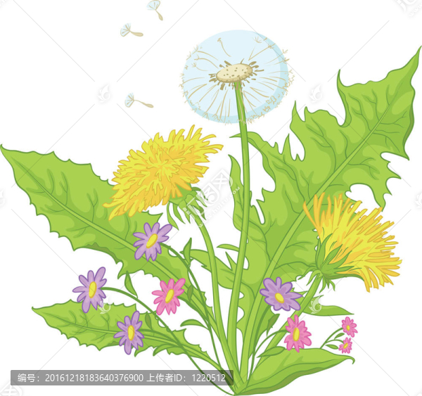花與葉的蒲公英