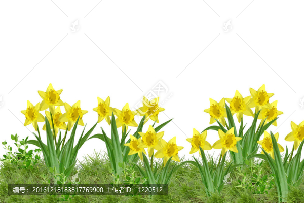 水仙花