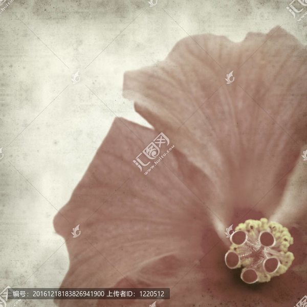 紋理的舊紙的背景與紅色的木槿