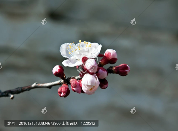 杏花與花蕾