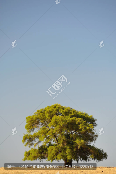 孤獨的精神