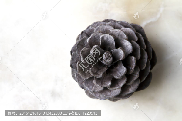 松樹的球果