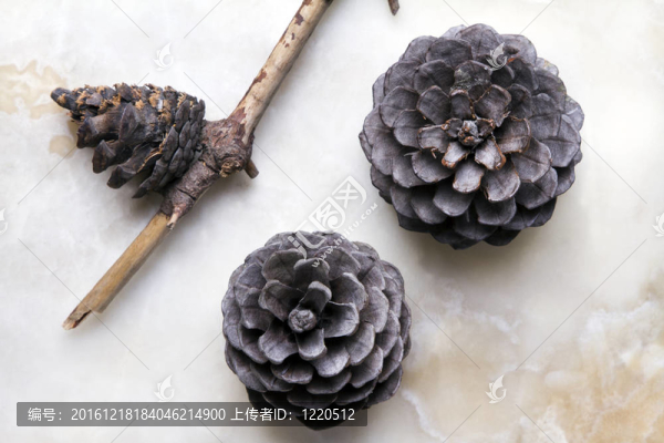 松樹(shù)的球果