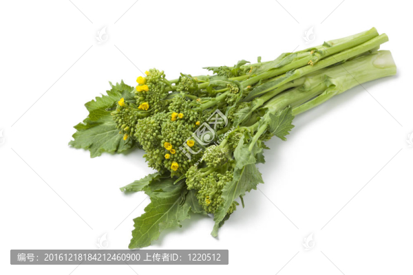 束新鮮采摘的西蘭苔