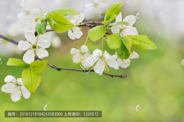 春天的花朵