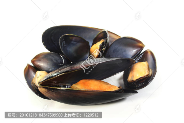 貽貝