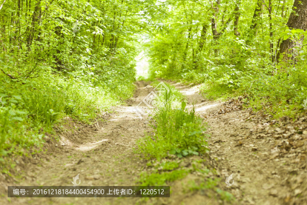 荒野中的老森林路
