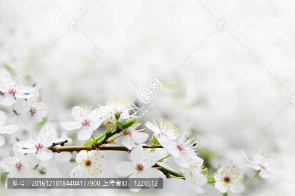 樹(shù)枝上的白花