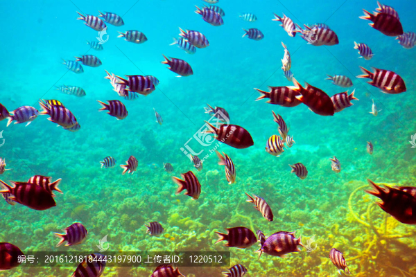 珊瑚礁區(qū)熱帶魚