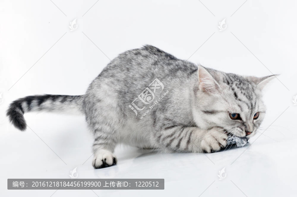 年輕灰白色蘇格蘭小貓玩