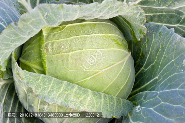 花園里的新鮮卷心菜