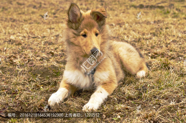 牧羊犬仔