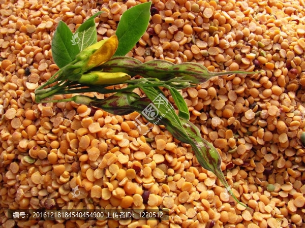 熱帶綠色豌豆（Cajanus,cajan）