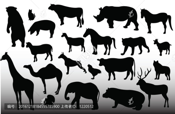 動物