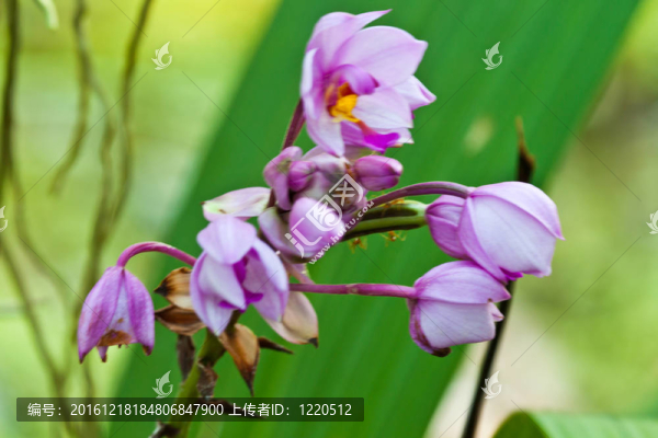 美麗的紫色蘭花