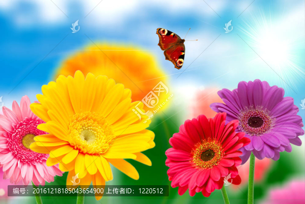 格伯的花