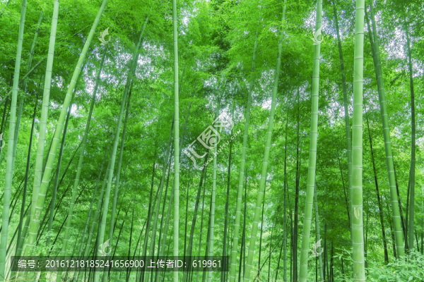 翠竹